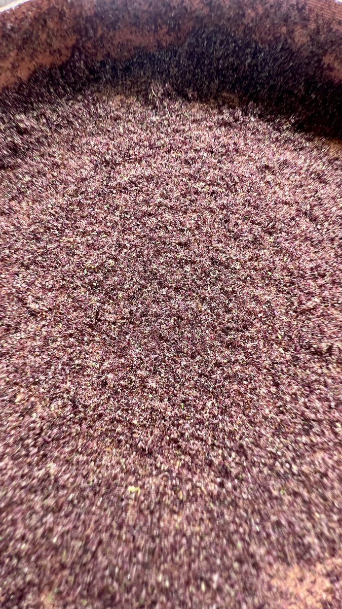 SMEEDY_GENETICS's tweet photo. Love that purple dry sift #autoflower https://t.co/r5aJzCs5un