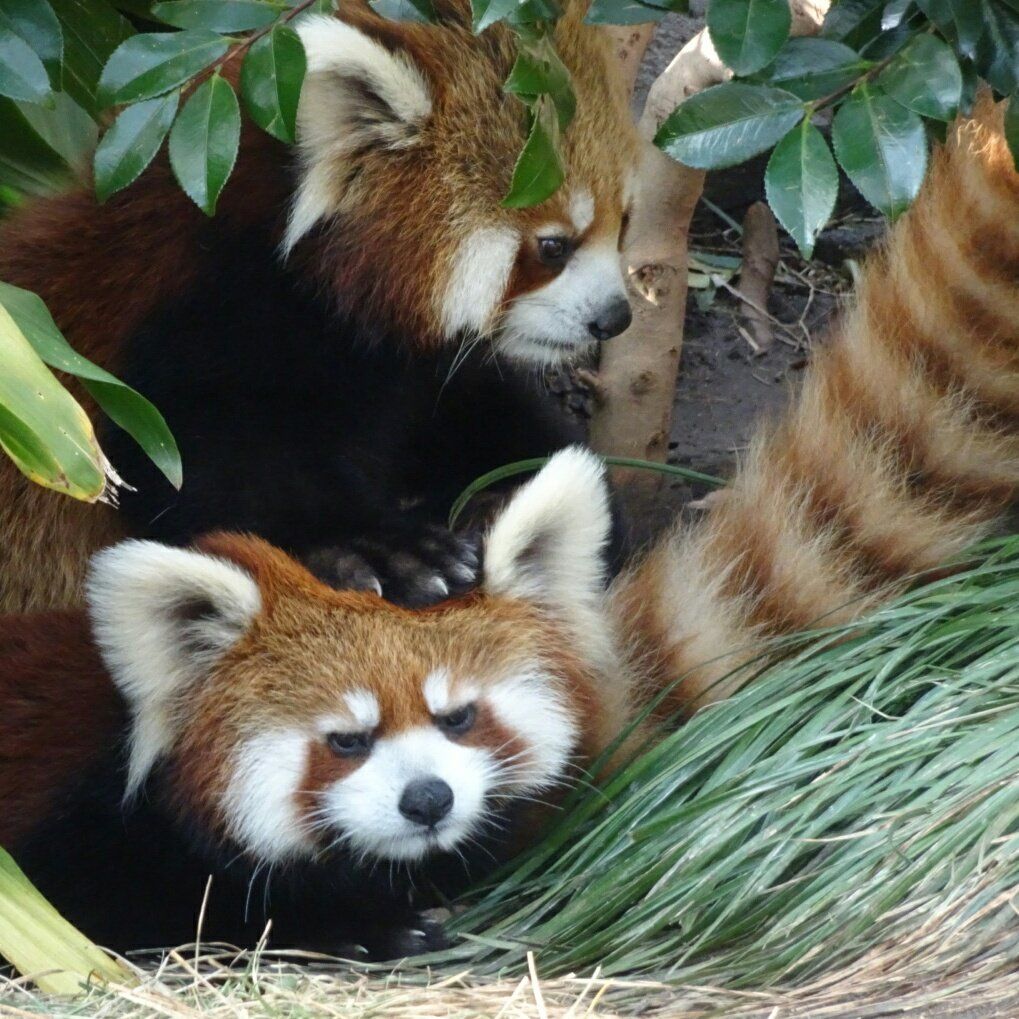 HourlyWah's tweet photo. [🔗](https://t.co/wCLcp2xbst) https://t.co/r7Fa2iDMlm