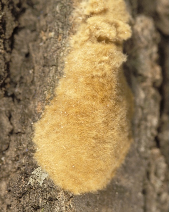 Arborjet's tweet image. Tips Tuesday: Egg masses = spring pests waiting to happen.

Inspect trees, shrubs &amp;amp; turf for spongy moths, bagworms &amp;amp; scale eggs now.

Focus on branch undersides, bark, nearby structures.
Remove early = fewer treatments later.

#TipsTuesday #IPM #PlantHealthCare