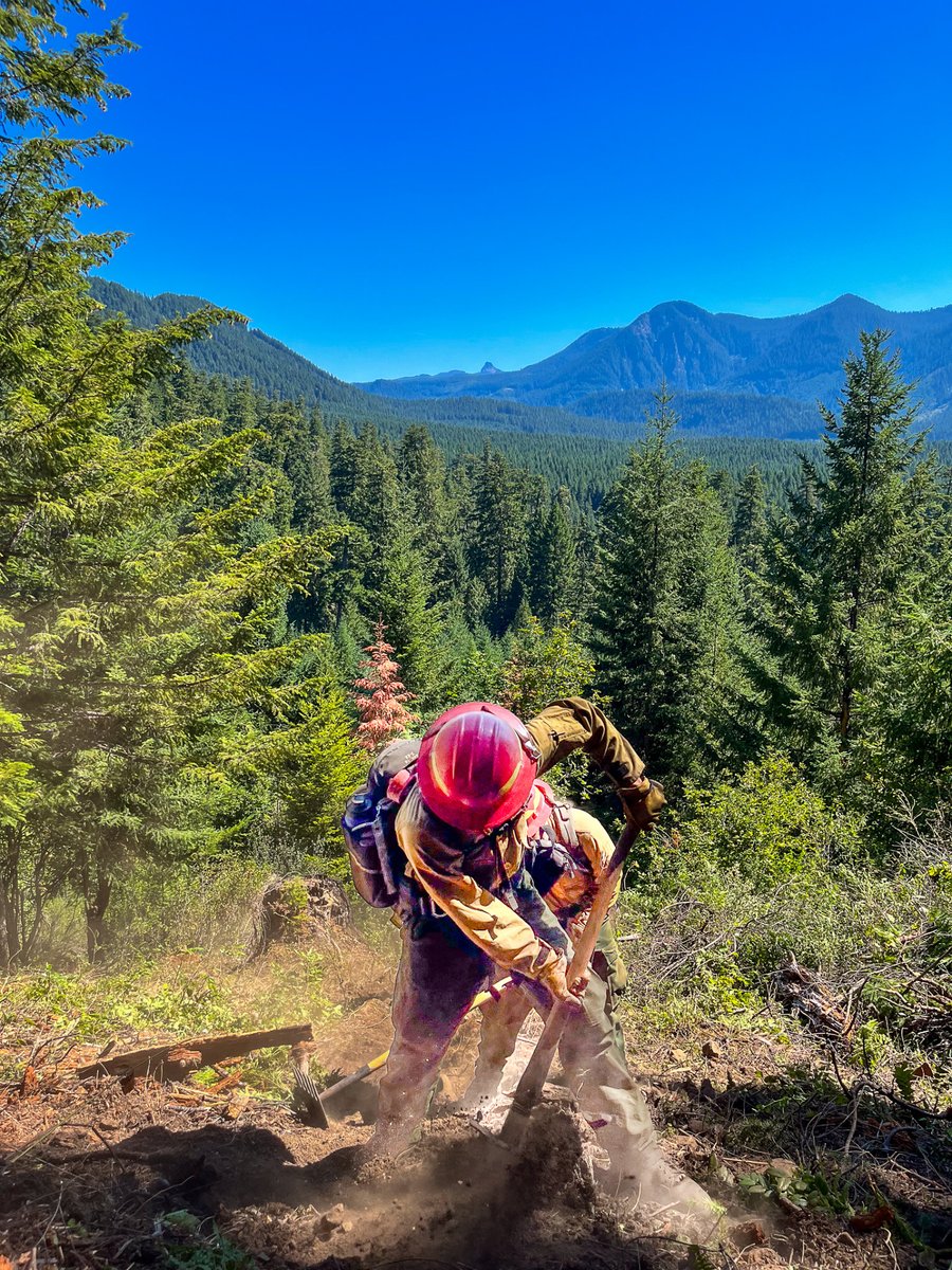 Grayback Forestry tweet media