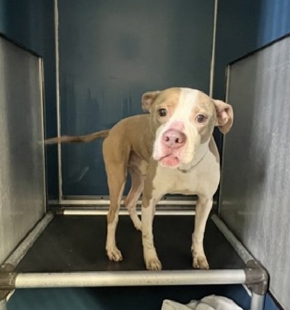 MorgFairsdogs's tweet photo. Coco 236953
Kill Command 
#NYCACC #RescueOnly 
He is a cute 5 yr old
Has unspecified dermatitis &amp; chronic otitis 🚑
Has bite incident in home, child trying to stuff him in crate
Had lived there without incident for his whole life
Save Coco!
#Pledge4Rescue #foster #adopt https://t.co/rSl1bRy34w