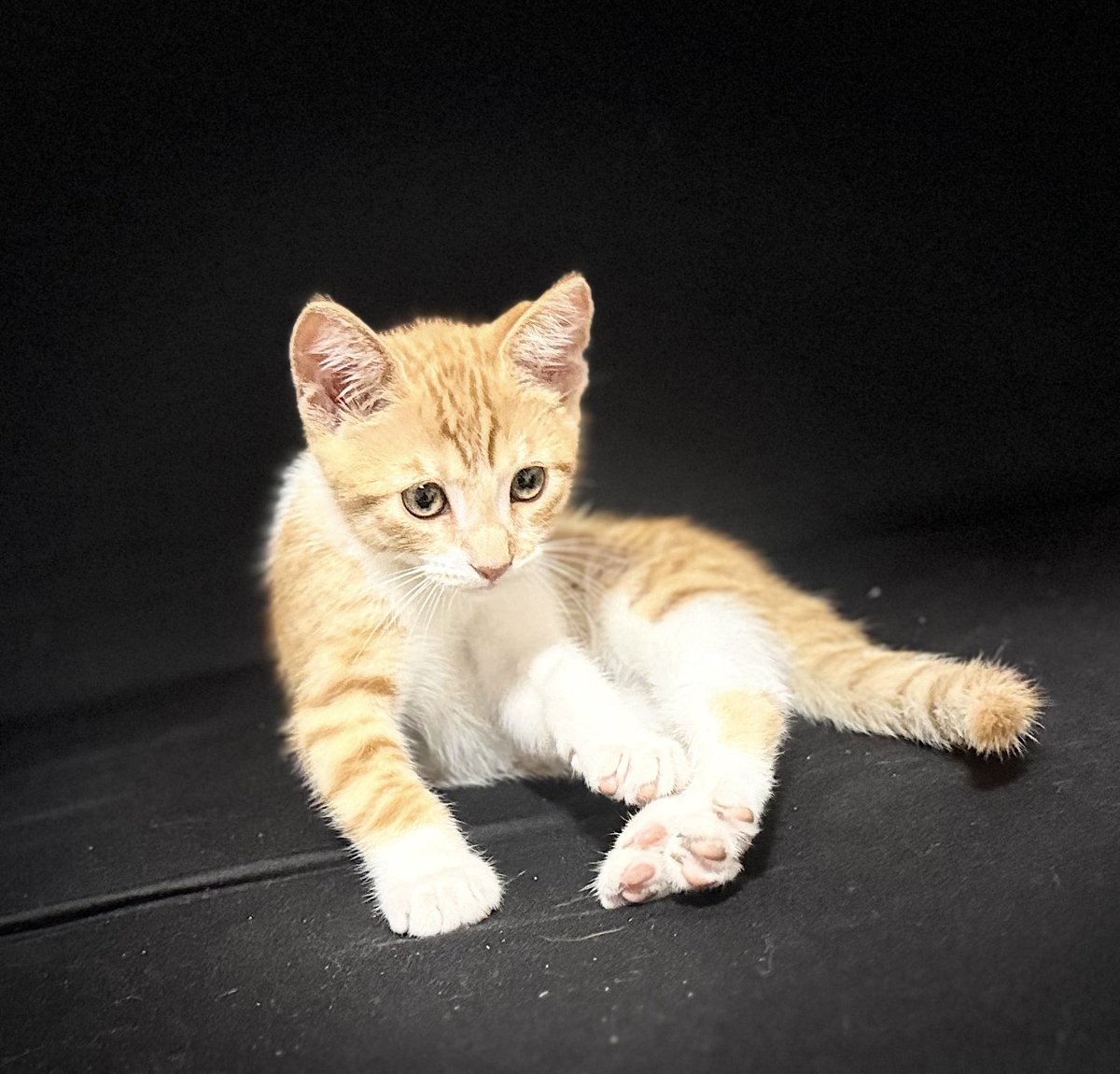 昨天邻居捡了只小奶猫回来，一个朋友正在犹豫要不要留下这只橘猫抓耗子。😀