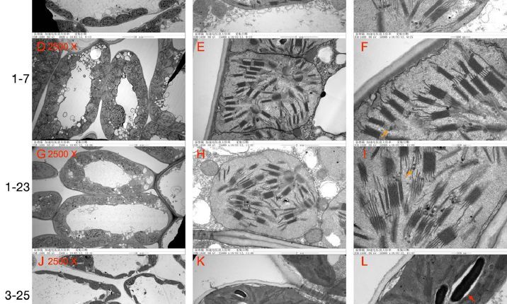 Photosynthetic acclimation of wheat (Triticum aestivum) to winter (Yu-Ting Li (李玉婷), Yue-Nan Li (李月楠), Qiang Zhang (张强), Cheng Yang (杨程), et al) doi.org/10.1093/plphys… <a href="/ASPB/">ASPB</a> #PlantSci
