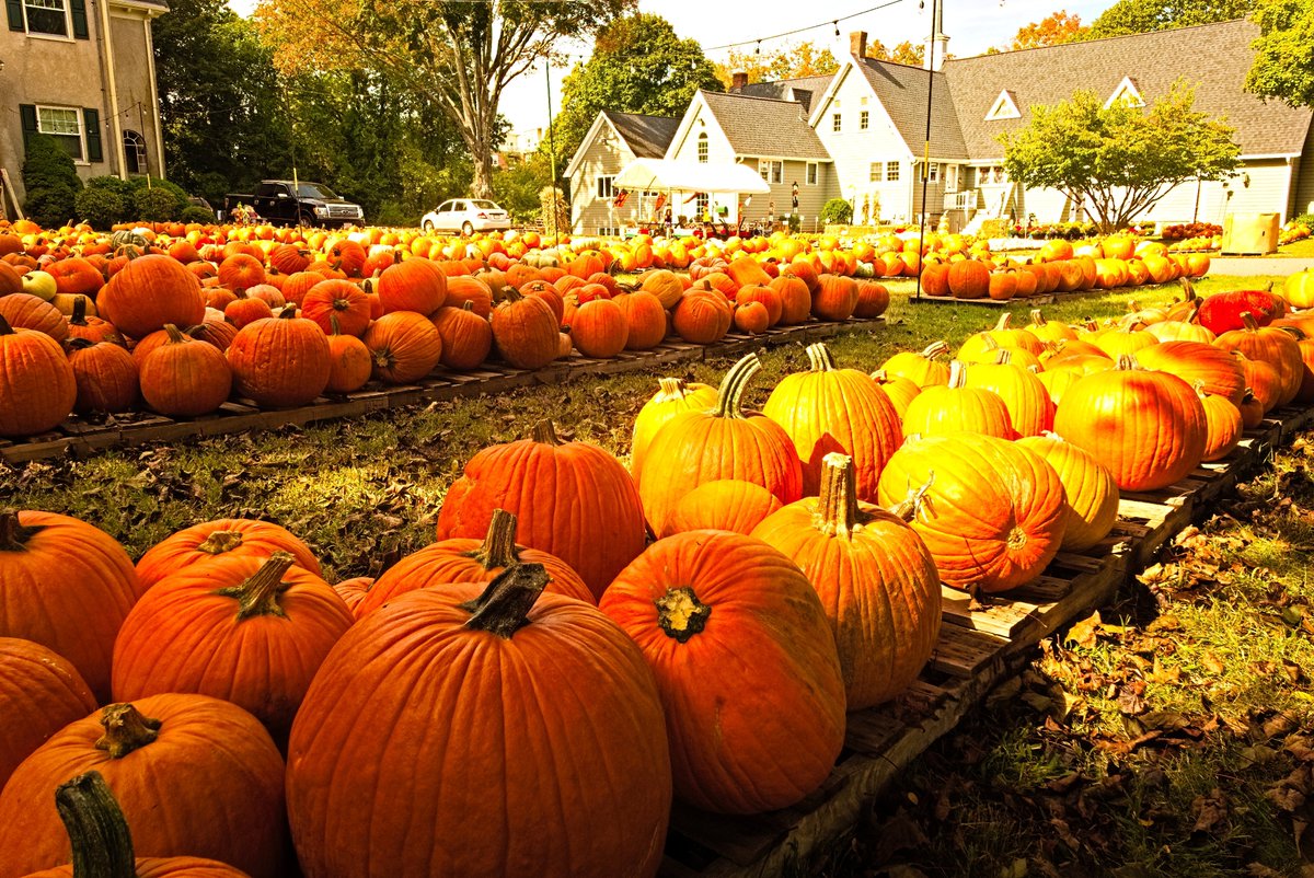 The Pumpkin Patch at the Epiphany Parish of Walpole, Mass. is back, and ongoing throughout October. This makes for a great autumn destination, and would look wonderful as a feature on the local news.  

This photo is available for purchase right here: eric-hurwitz-photography.smugmug.com/The-Autumn-Col…