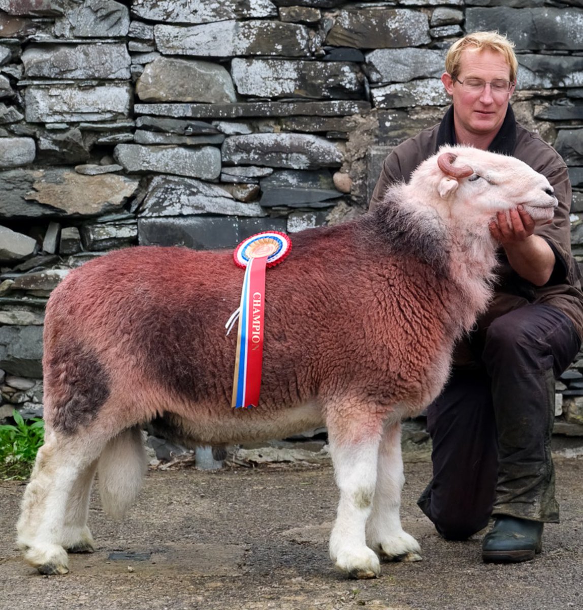 Bought a half share in the champion tup today