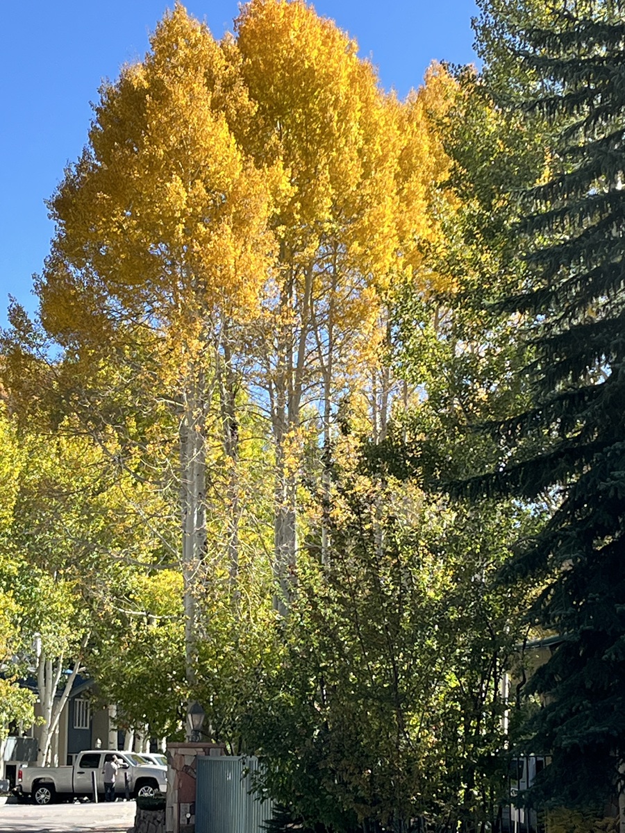 takingthekids's tweet image. Cristoff  Keyonnie couldn’t have picked a better time to visit Vail for the first  time—it was peak weekend for leaf peeping… glorious yellows and oranges  everywhere you looked. NEW TRAVEL DIARY. takingthekids.com/arts-and-fall-… #FALLTRIPS