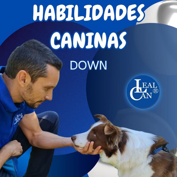 En este vídeo, Enrique Solís (Director de LealCan) y Shelly nos enseñan una habilidad canina muy sencilla llamada "Down" para que tu perro apoye su cabeza sobre tu mano. 😍  

📌 Conoce sus beneficios en el vídeo. 🤗↙️
youtu.be/Gurof1OM1UE?si…

#LealCan #habilidadescaninas #perros