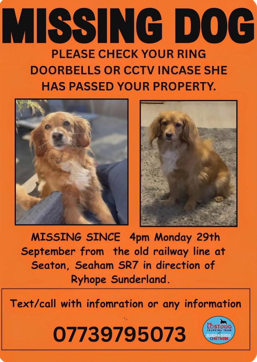 rosiedoc666's tweet photo. *Missing 4pm Mon, 29/9/25 from along old rail track between Seaton, #Seaham and #Ryhope #Sunderland #SR7 pos ran after rabbit. CHIPPED
#Burdon #Silksworth #Murton #SouthHetton #Hetton #Houghton in particular keep a look out for her.
✅️Any sightings ☎️ 07739795073 ASAP https://t.co/zegwtDfwqq