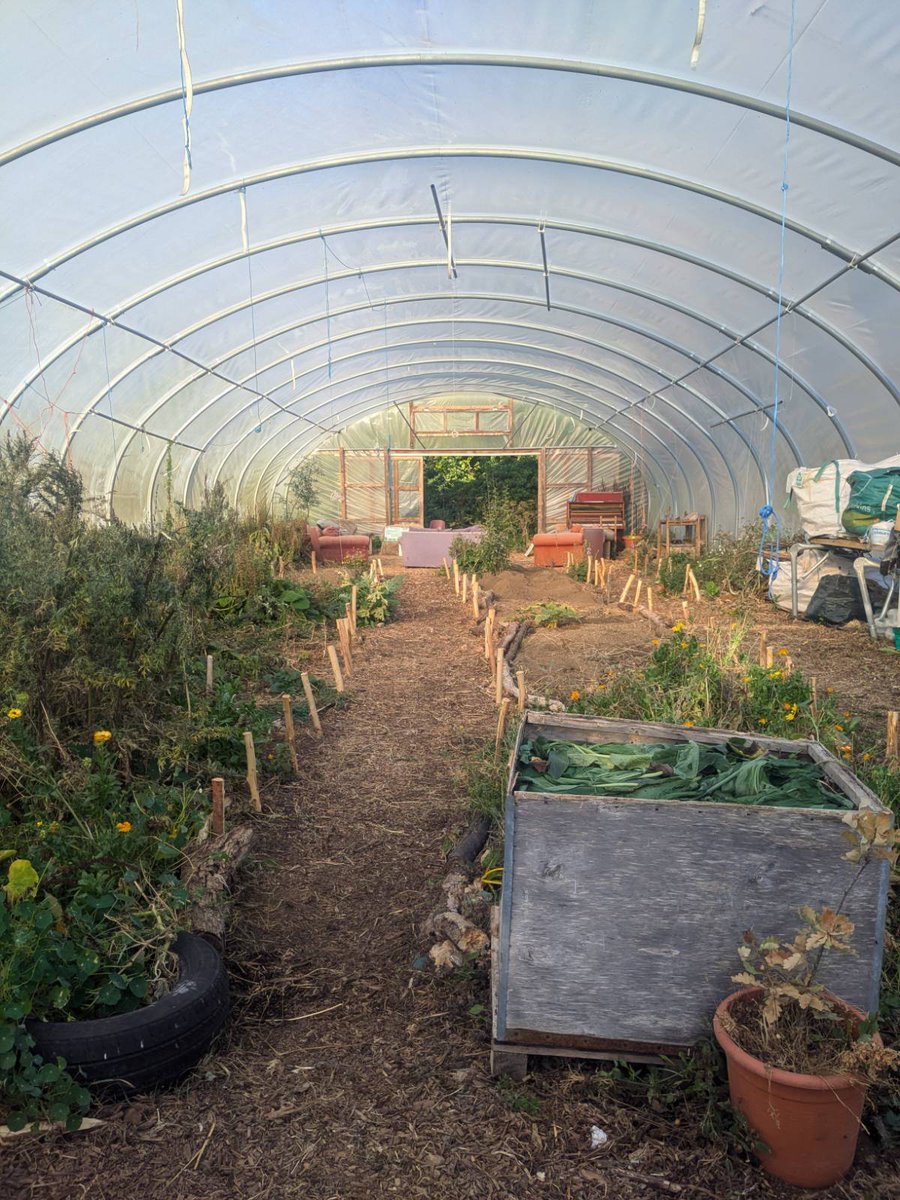 This week we’ve been giving our polytunnel some much-needed love and organisation — transforming it into a more welcoming space for our community.

With the help of some brilliant volunteers, we cleared, harvested and nurtured the beds to make it easier for everyone.