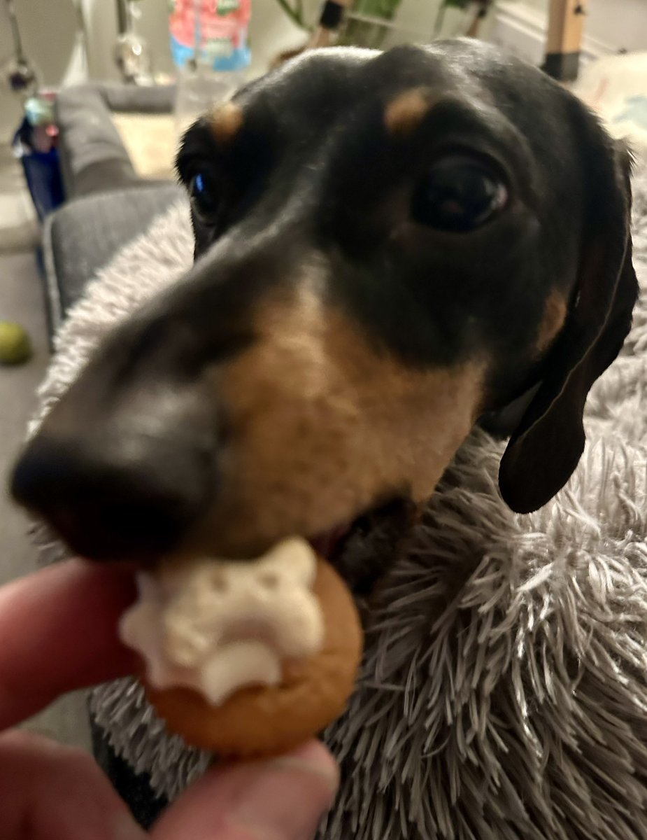 Poplifer73's tweet image. Our boy is 3! 🎈🎈🎈
Happy Birthday Fritz 🐾🐾
#DogDads #BirthdayBoy #Fritz #FourLeggedFamily #Dachshund
