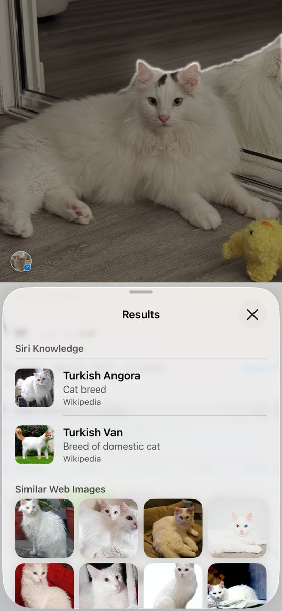 This is the best AI feature by Apple 😹, it helped me figure out what breed my cat is