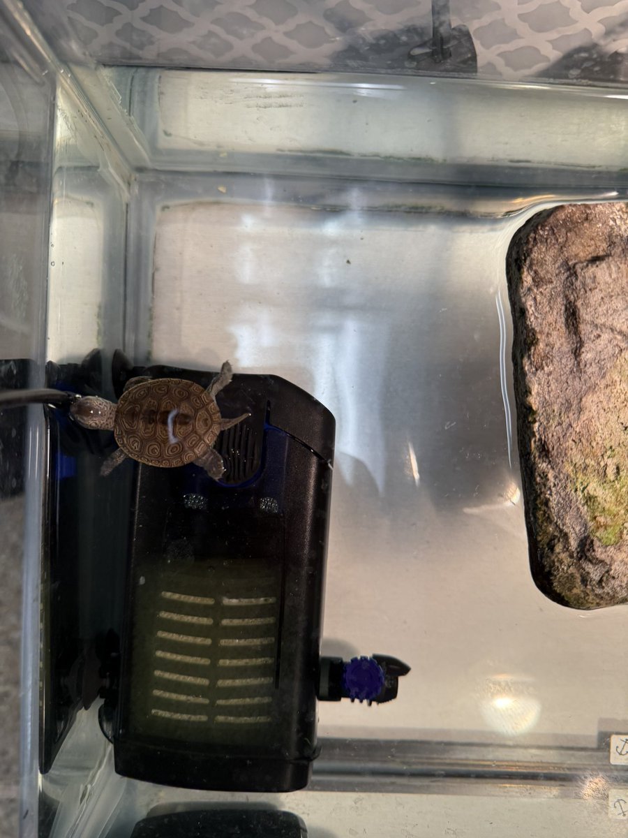 We welcomed a new friend to the Third Grade Cluster today!  Looking forward to watching her grow this school year! #beartavernpride #babyterrapins