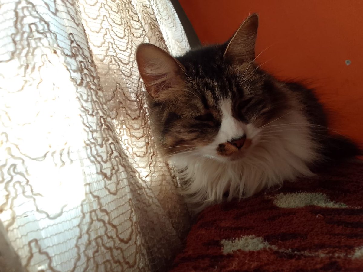 ssɐɯoɥꓕ tweet media