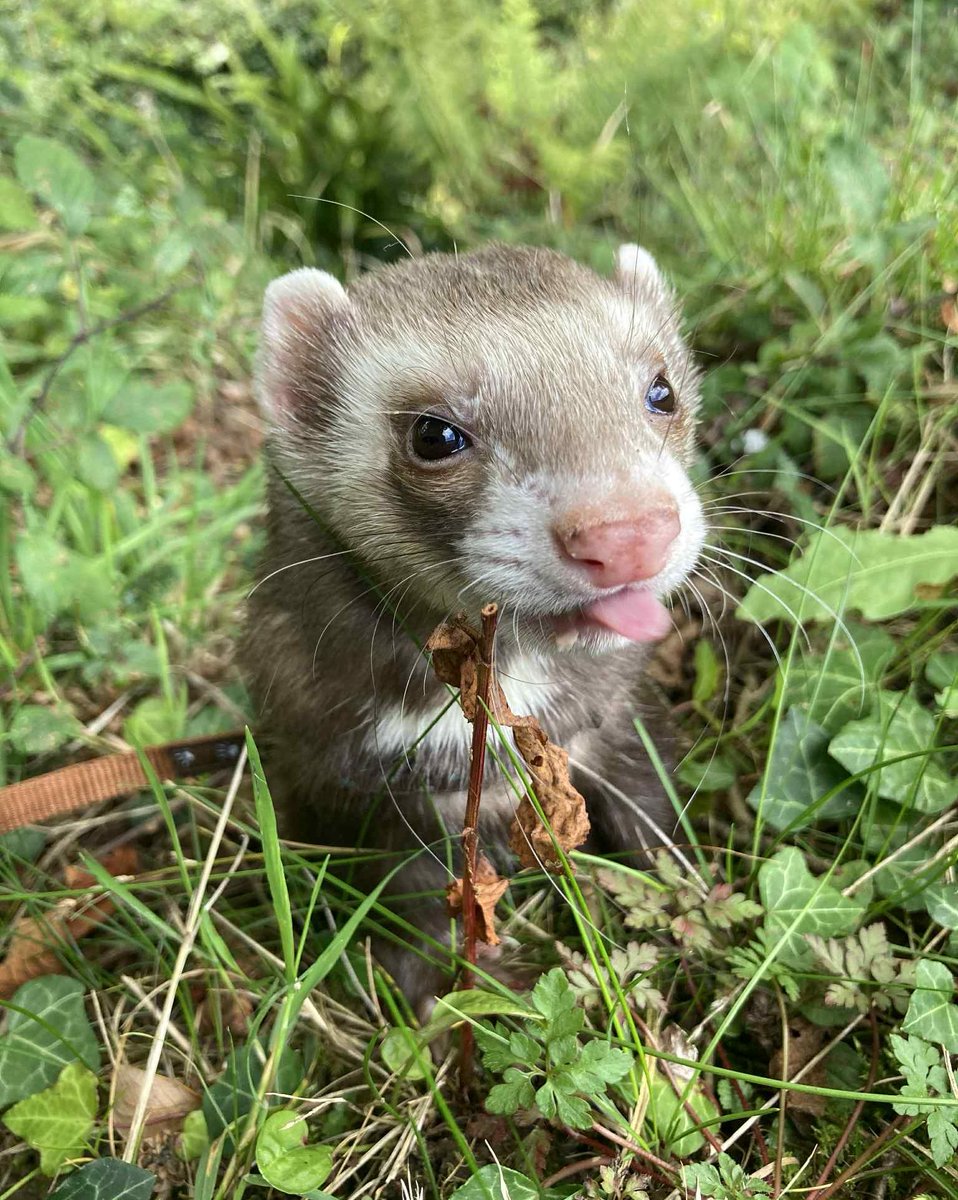 Here’s Odin’s entry for #TongueOutTuesday Odin loves going for walks along our stream with his friend Otis. We have 7 adorable Ferrets looking for homes at the shelter. Check them all out here rspca-littlevalley.org.uk/ferrets/