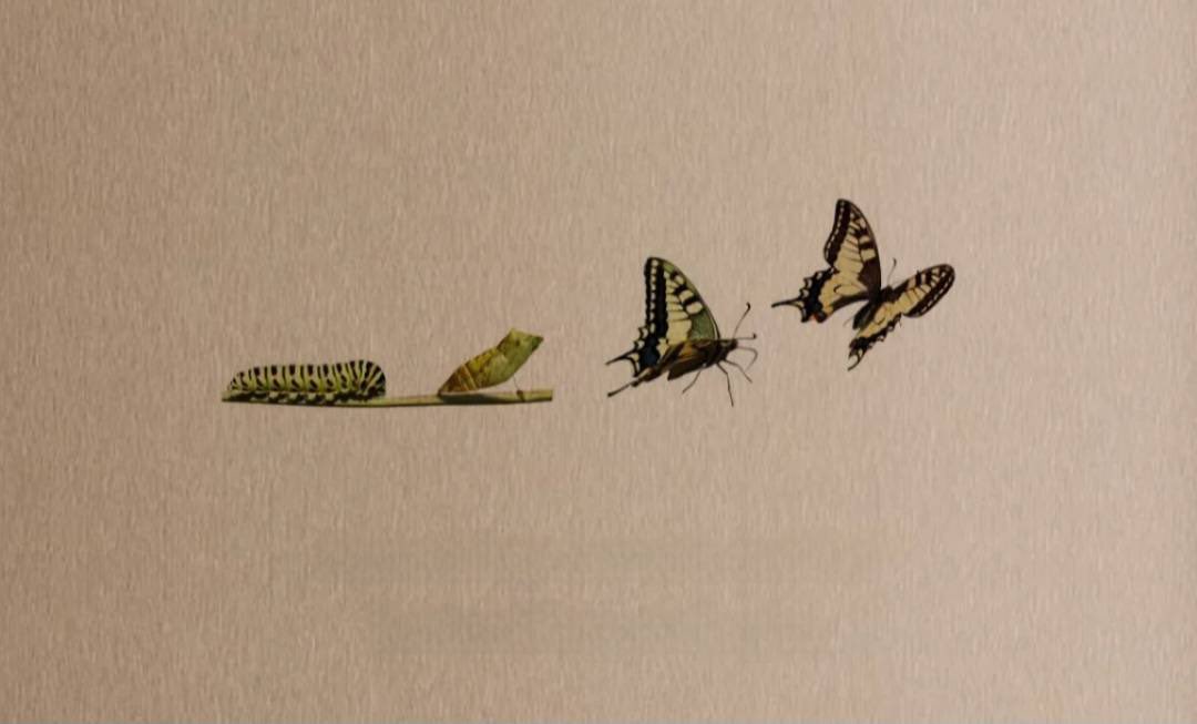 Bazen sessiz sedasız, ipekten kanatlarla..