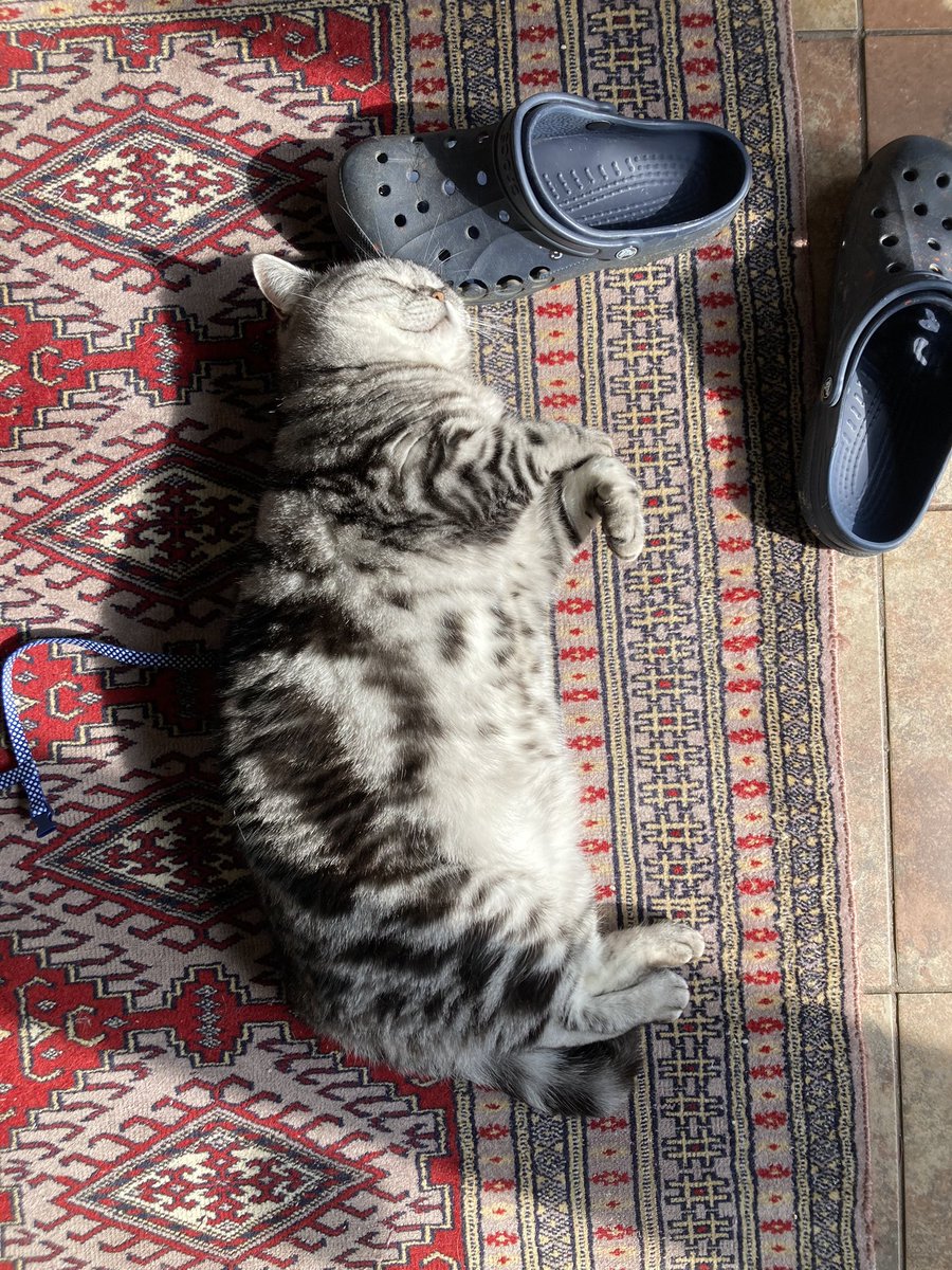 🌈Tiberius (aka Tibi) & Priscilla tweet media