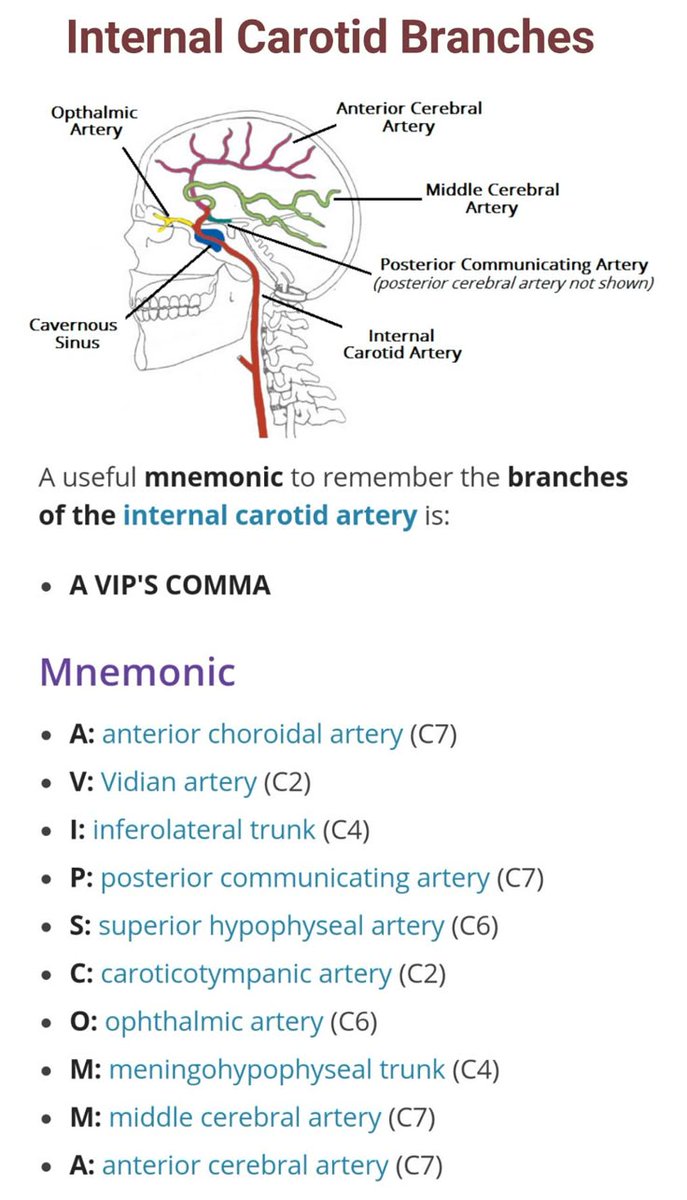 Internal carotid artery branches