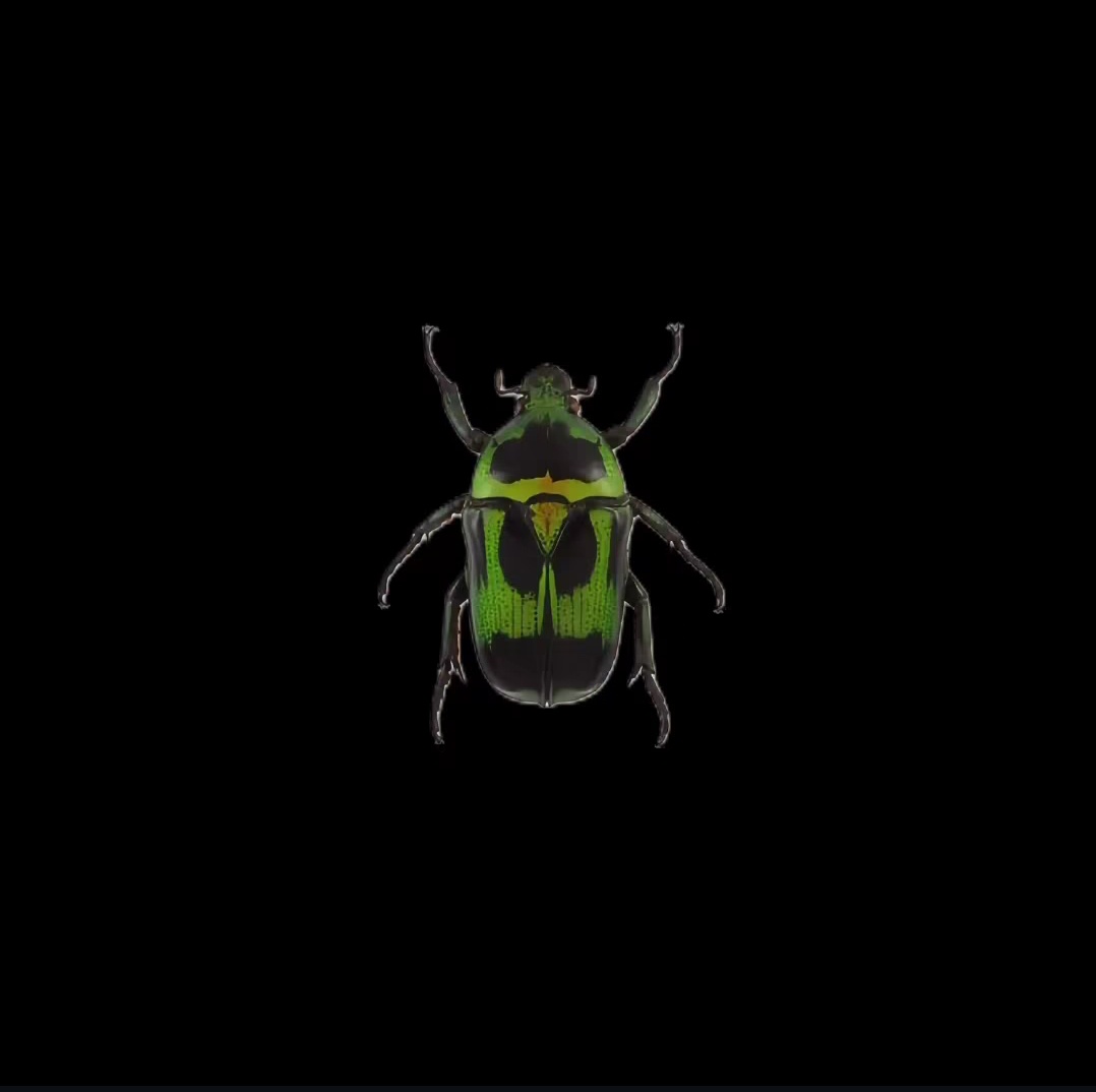 1sobellee's tweet image. Fijado hasta pesar 48 kilos 🪲❇️