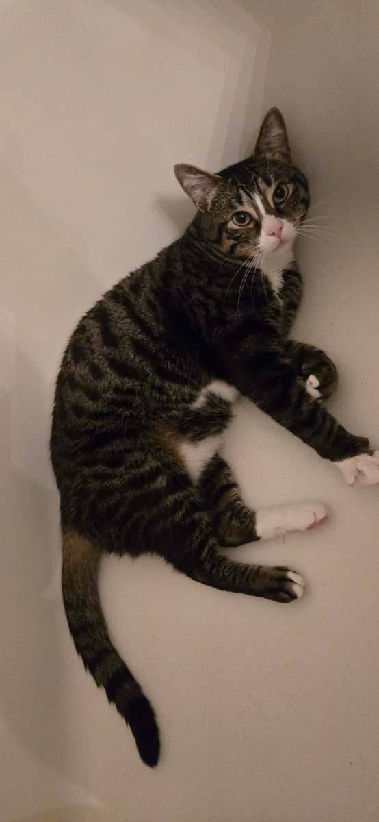 grohlski tweet media