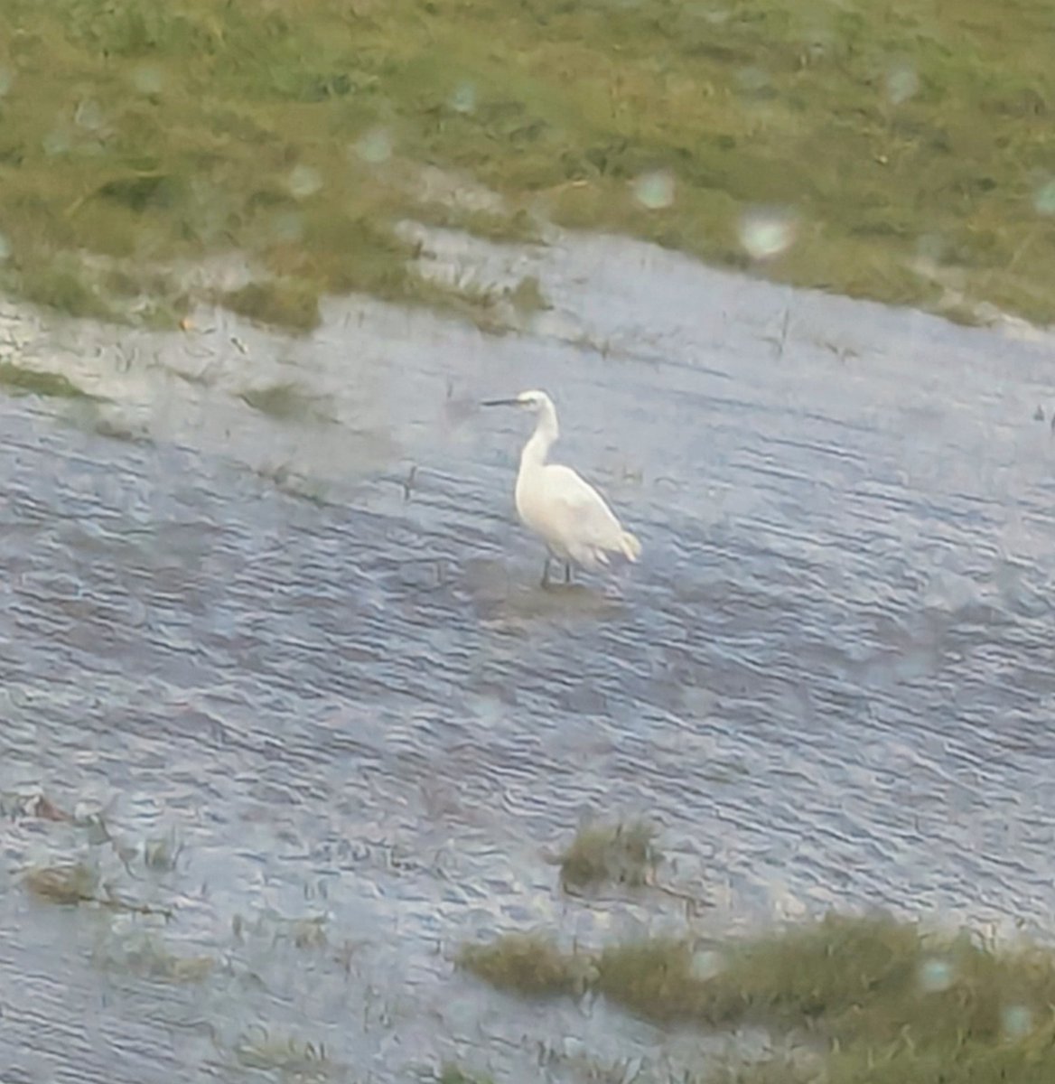 PepperKitching's tweet photo. White egret on Solway marshes https://t.co/iDvgoJdZRN