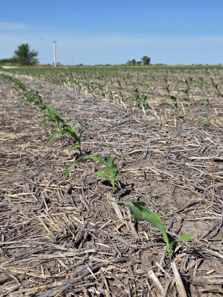 Renzo Basso 🌽🌾🌱🚜📸 tweet media