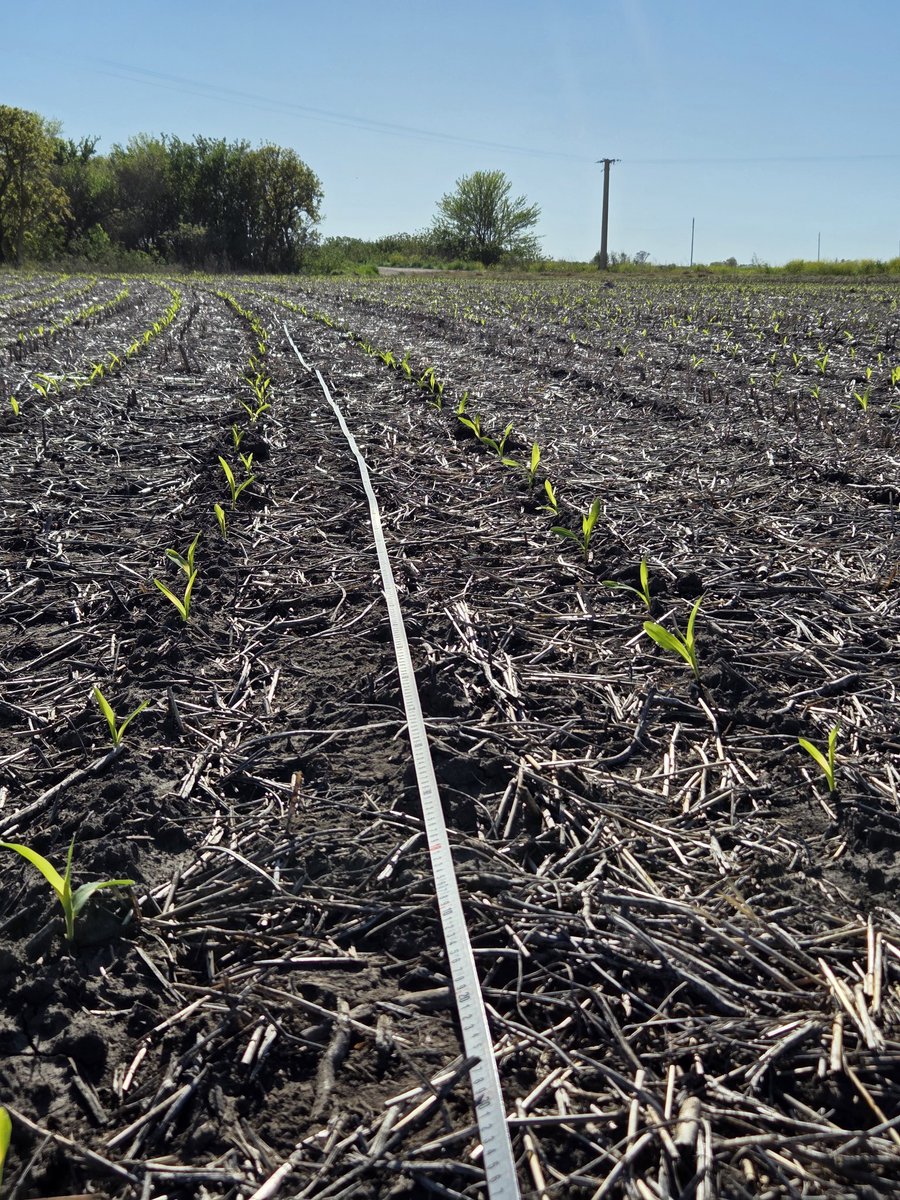 Renzo Basso 🌽🌾🌱🚜📸 tweet media