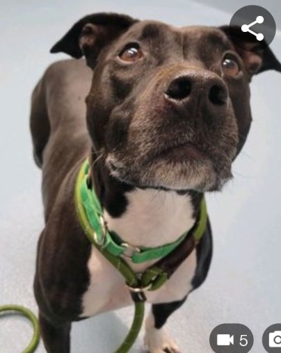 anja_brckner3's tweet photo. Are you hoping to hear about #Truce in the #WorldNews ?
Well, I'm called #Truce and I'm hoping to find patient #pawparents who will #work with me to #reach my #ConfidenceGoals 🩵
Can you #foster or #adopt ❓
That would be awesome 🩵 https://t.co/y8pI00Ajke