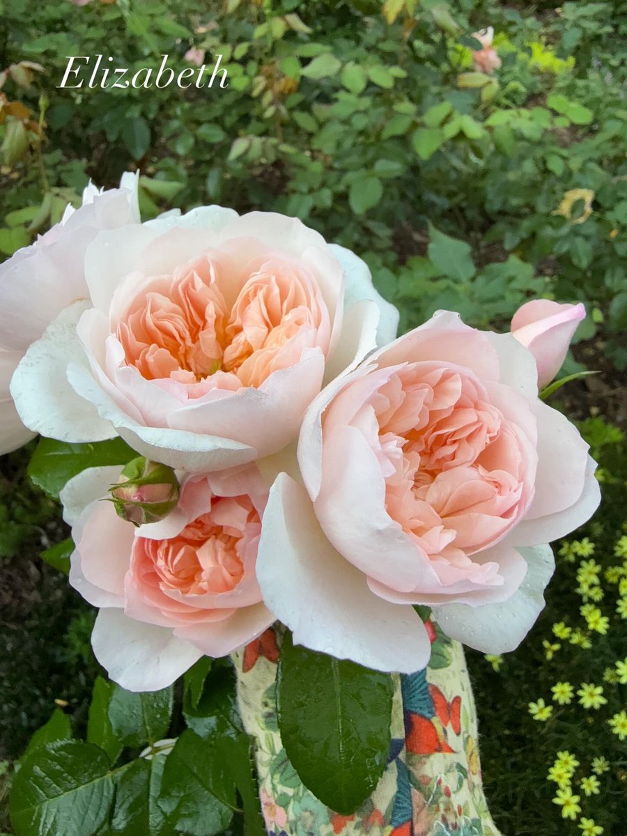 agardendiary's tweet photo. Few roses are prettier than this one! @DAustinRoses Meet Elizabeth. Healthy, Fragrant, Blooming machine. #rosewednesday https://t.co/S1JaYONDj7