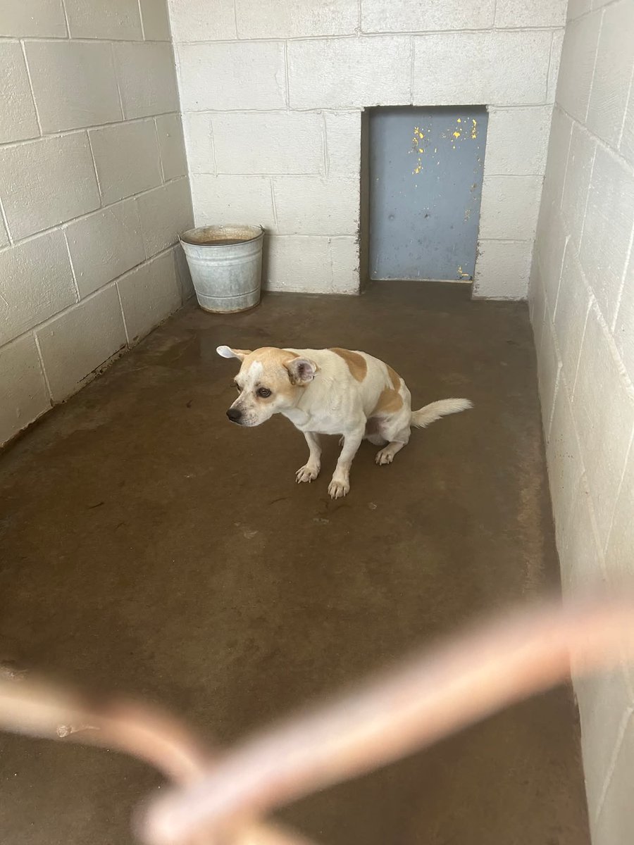 samsonsjustice's tweet photo. We need some magic for these four dogs to be killed Thursday. This is my community. I've put out a plea for fosters. I need my shelter. Driving down any road multiple dogs all over starved preggo mange u name it. All breeds . They only have 6 kennels.
@_DOGPOOL_ @Ash_Pro1 @beeleevitonly @Chewy @DebraLoveGoff1 @DogLovers03 @Dubs4Mutts @ElayneBoosler @Gabriele_Corno @jackson07049 @LacDonna @Lani9000000 @LLookitsme @LolaPatolla @mapleveewesem @MoishesMom @MorgFairsdogs @NMBewitched @notthesameone2 @oxenberg @RoCoGB
