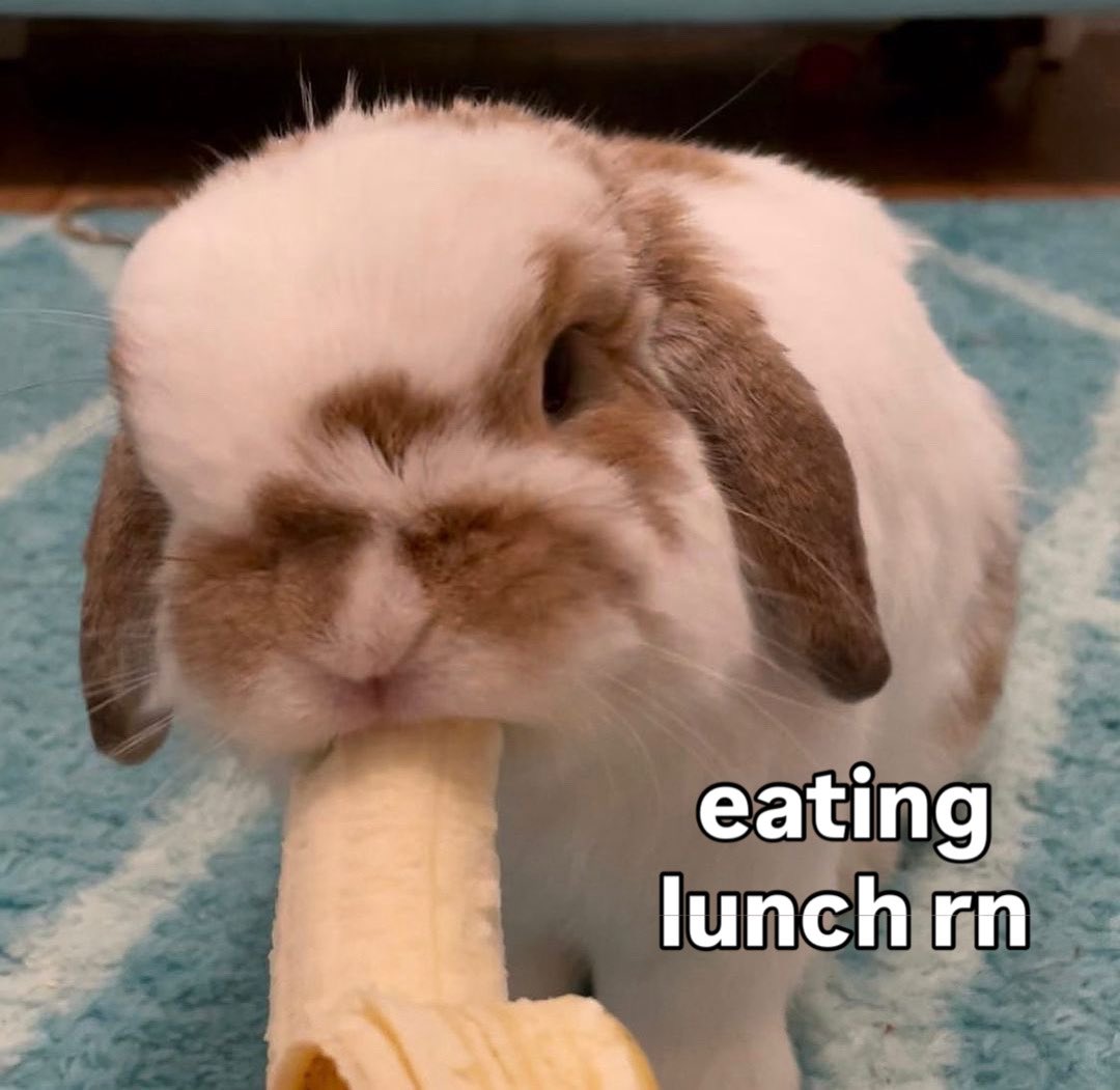 Bunnies (@bunnies) on Twitter photo 