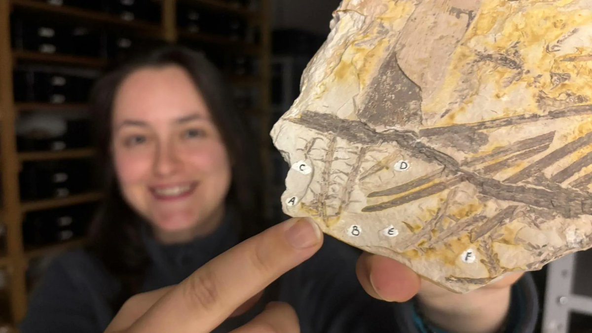 EarthArchivesHQ's tweet image. Scientists have reclassified a 296-million-year-old plant fossil from Brazil and, for the first time, found spores preserved inside it—offering a rare glimpse into ancient Permian ecosystems.

sciencedaily.com/releases/2025/…

#fossils #paleontology