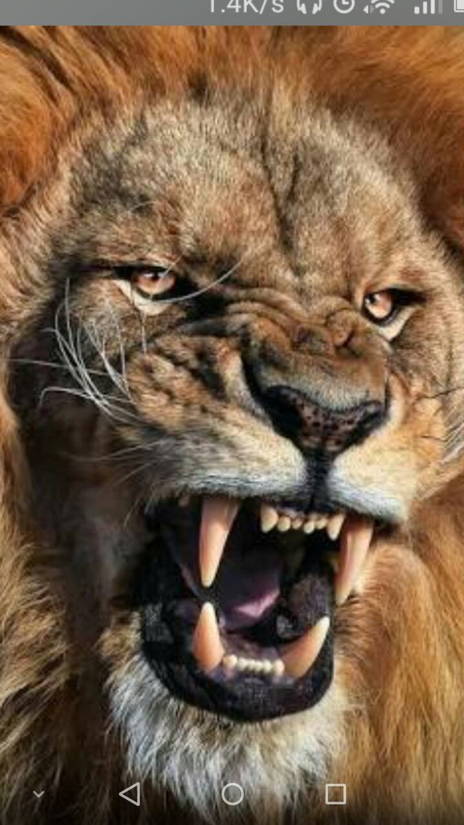 Haydi aslanlar kükreyin 🤛👊🤛👑👑🦁🦁🦁haydi GALATARAY HAYDİ