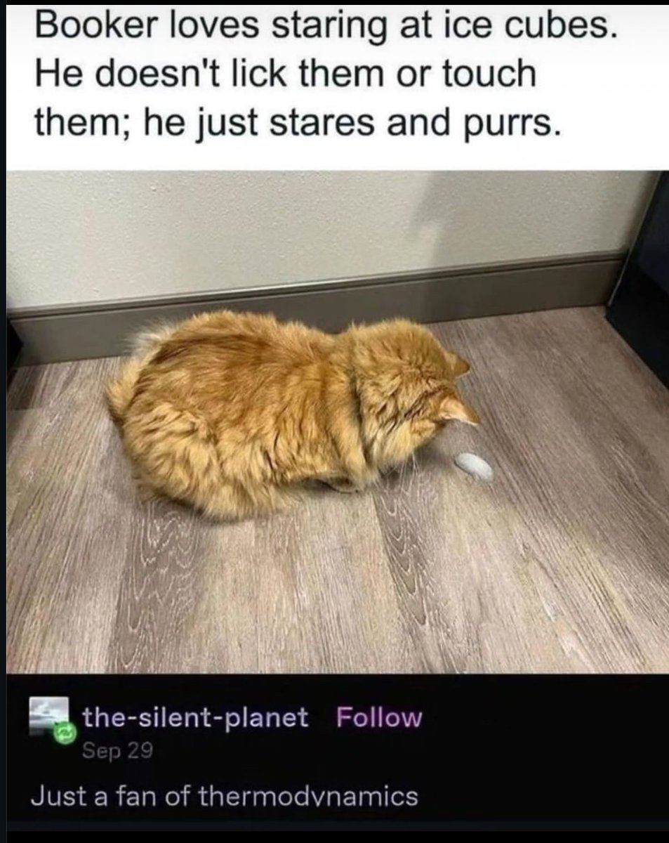 lined cats (@linedcats) on Twitter photo 