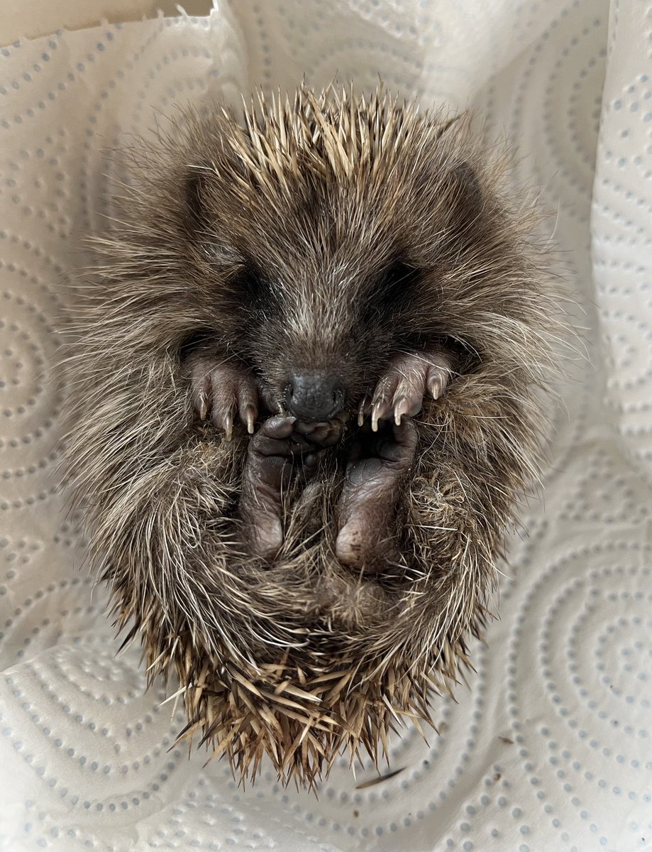 Monty, Belle, Samantha, Clover, Spiky, Pumpkin, Acorn, Conker, Stacey, Holly &amp; Diane are keeping me rather busy &amp; are using up a lot of my supplies so I need to ask for your support 🩷

My Amazon list is one of the best ways for you to help me 

amazon.co.uk/hz/wishlist/ls…