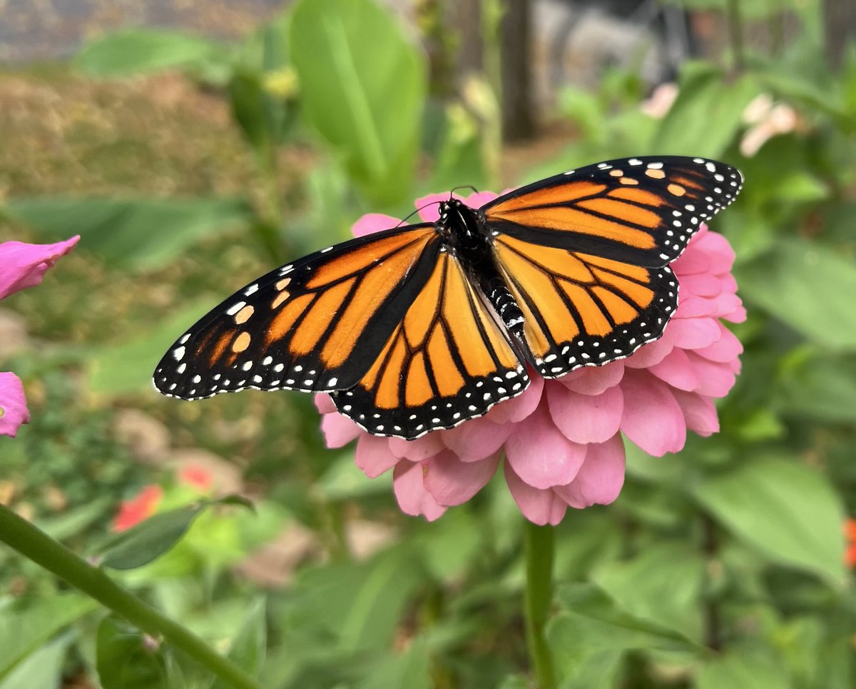 Darrell Olson tweet media