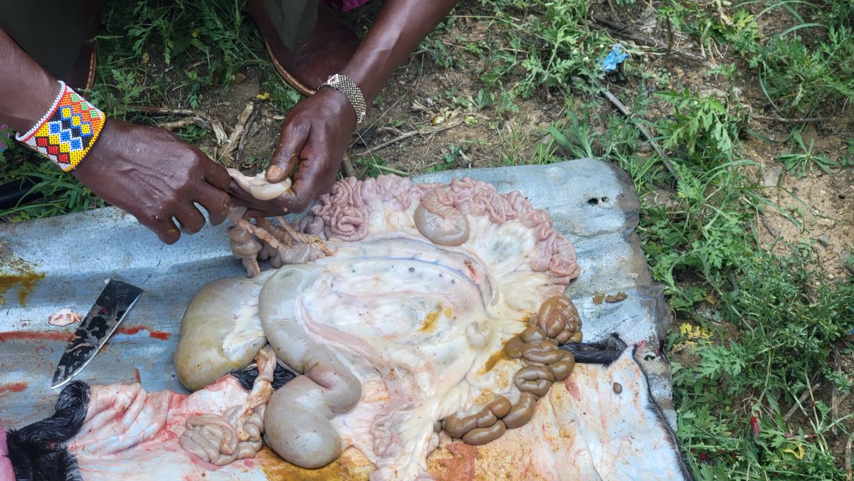 Uniting science &amp; tradition! We <a href="/UnitedSamburu/">United North Organization samburu county</a> participated in a Participatory Scenario Planning forum,combining meteorological forecasts with indigenous knowledge to predict OND rainfall. Samburu west expects normal rains,while East &amp; North regions may face below-normal rainfall