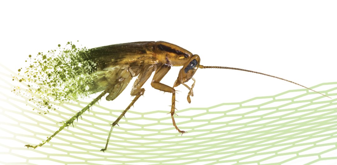 ZoeconCentralLS's tweet image. IGRs (insect growth regulators) are gamechangers for #cockroachcontrol! For insects with gradual metamorphosis, like cockroaches, the impact is on the last nymphal instar, causing adults to have twisted wings, darkened cuticles, and non-functional reproductive organs. 

Learn…