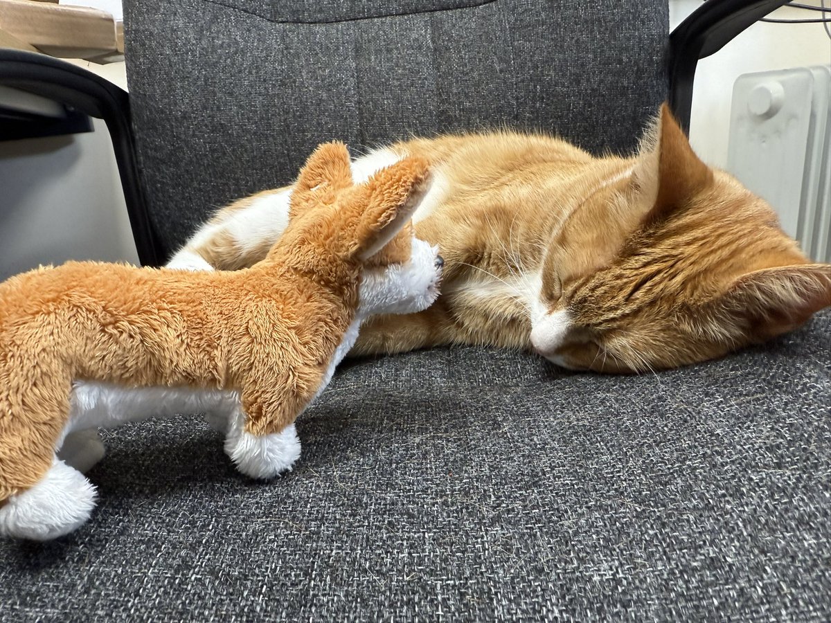 ben_dames's tweet photo. @CeliaRichards0n Thank you for taking the time to visit! He’s not always on the prowl… sometimes he just needs a nap! https://t.co/EpG1jBTmAD