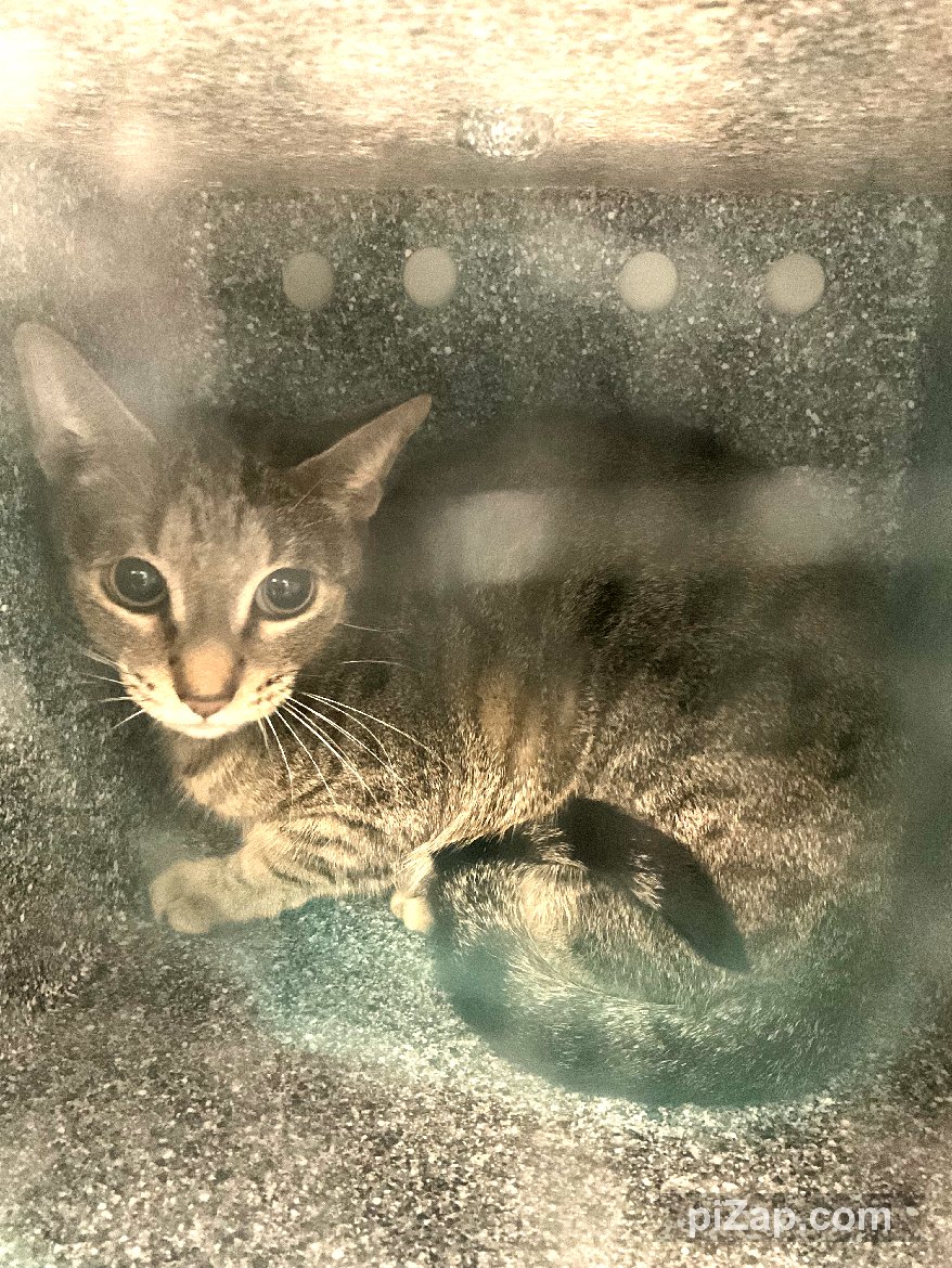 NYCDEATHROWCATS's tweet photo. Owner arrived for their owner surrender appointment. Client is surrendering his 7 year old female DSH, NoNo, due to his mother being medically sick. The family has tried to rehome NoNo but have been unsuccessful.
https://t.co/Fe3FWm0onu https://t.co/PhXF3gq5vJ