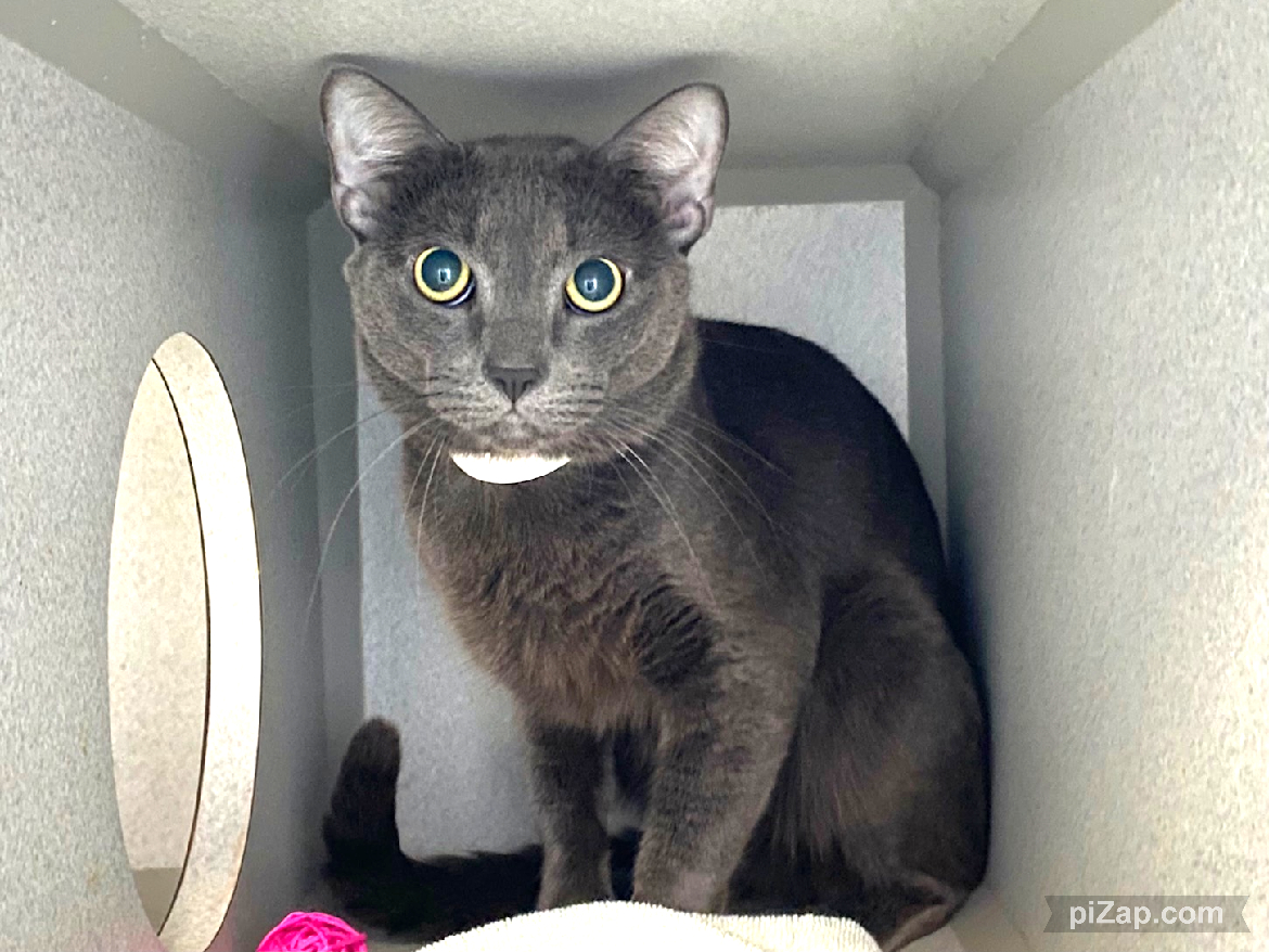NYCDEATHROWCATS's tweet photo. Owner arrived with Cristofur. Client stated that both her birds and the cat are not getting along, although Cristofer is eating well, sleeping, and slowly coming out of his shell. Click link to read full story.
https://t.co/pSpyoDdLrh https://t.co/snxStYp0ep