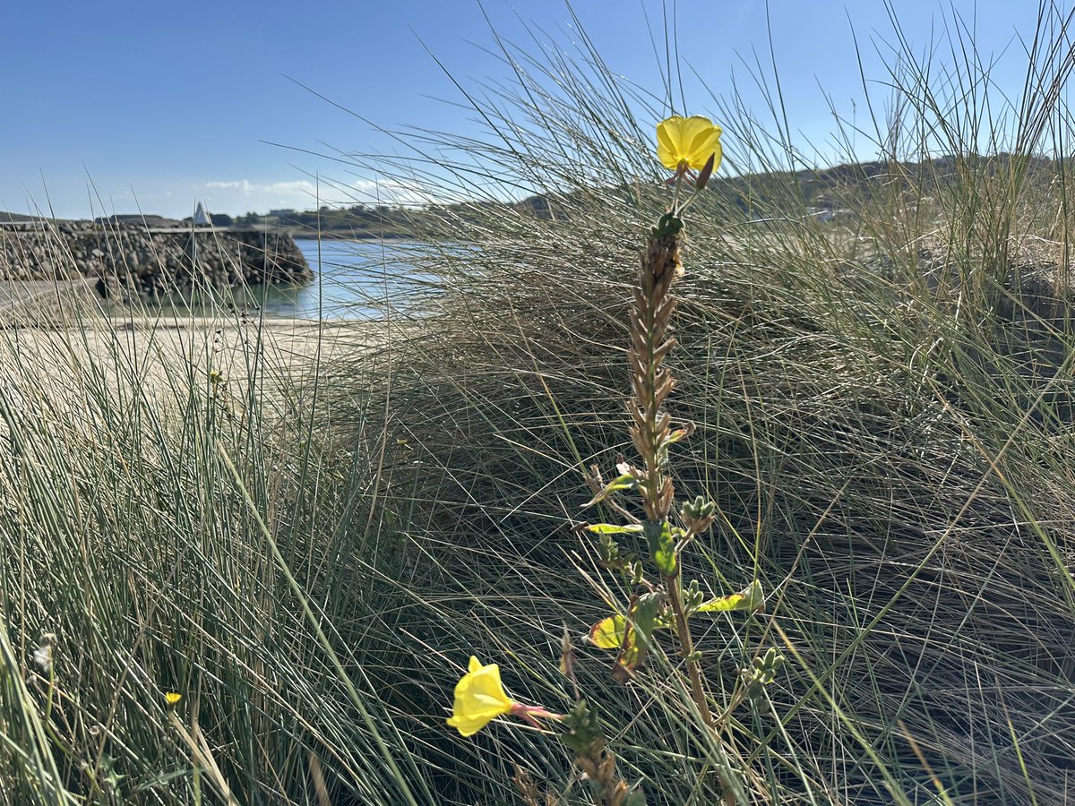 gnsymutterings's tweet image. #Alderney my only trip to our northern Baliwick island today swim at Braye Beach before lunch at the Georgian House