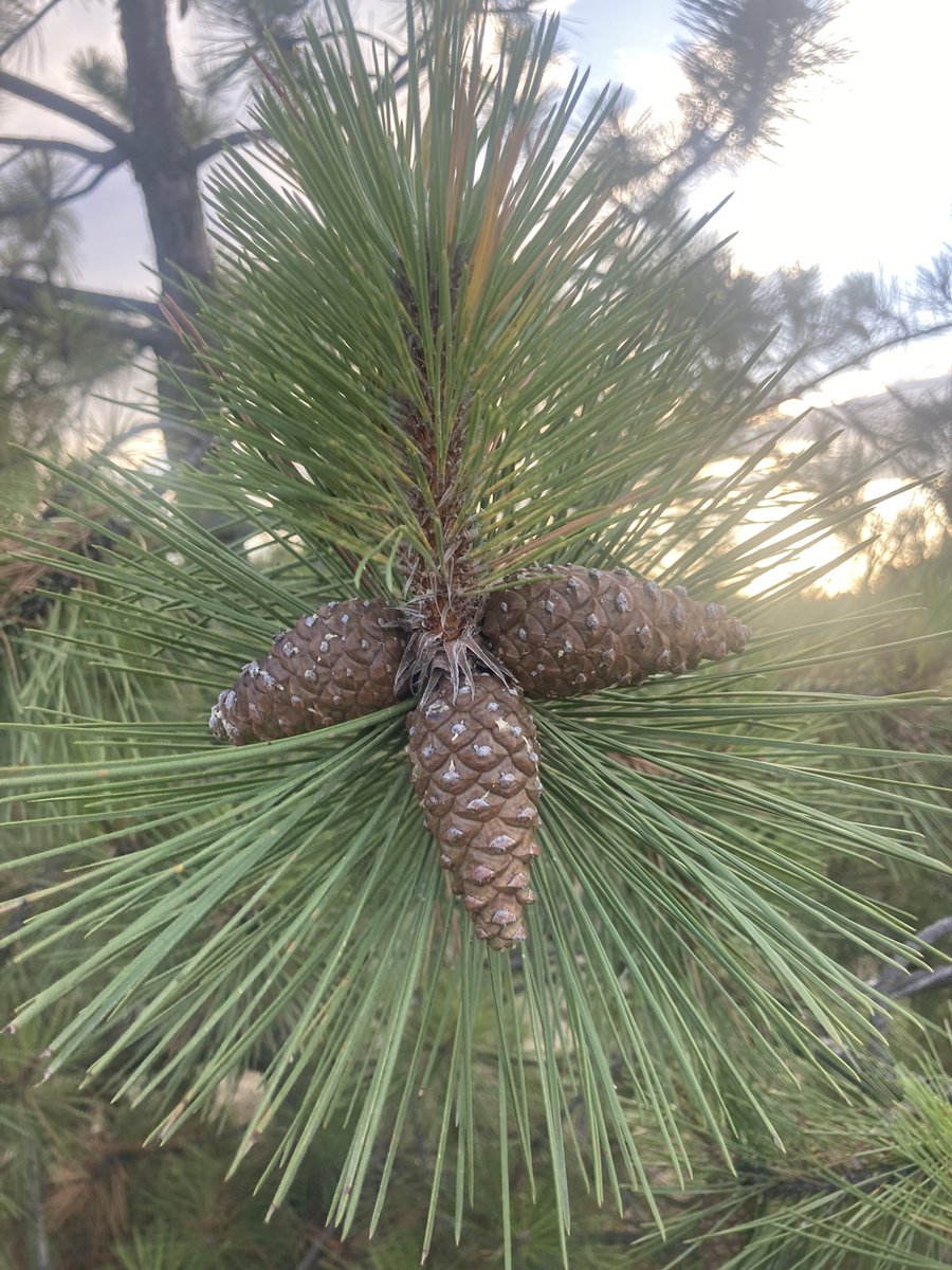 Ben kimseye böyle 
Güzel bakmadım
Öyle içten
Öyle sevdalı
Öyle özlenesi 

SABAHATTİN ALİ