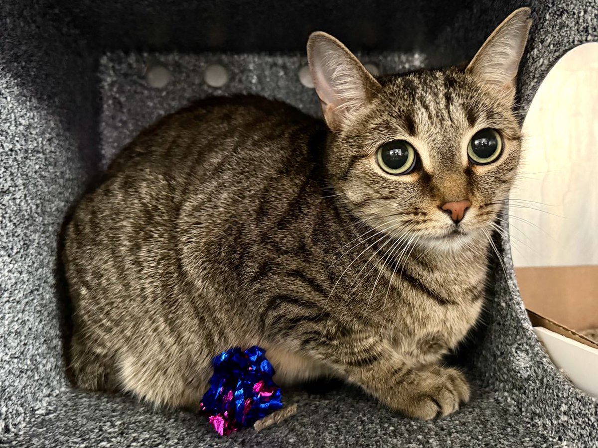 NYCDEATHROWCATS's tweet photo. Client came to the MACC wto surrender her mom's 2 cats. Her mom, passed away about 1 year ago leaving behind 2 cats. Patches the Pirate and Princess Mononoke. She stated that her nephew would go and feed the cats and change the litter. Click for full story
https://t.co/xQYPV2kYPV https://t.co/tjcYZWO0dL