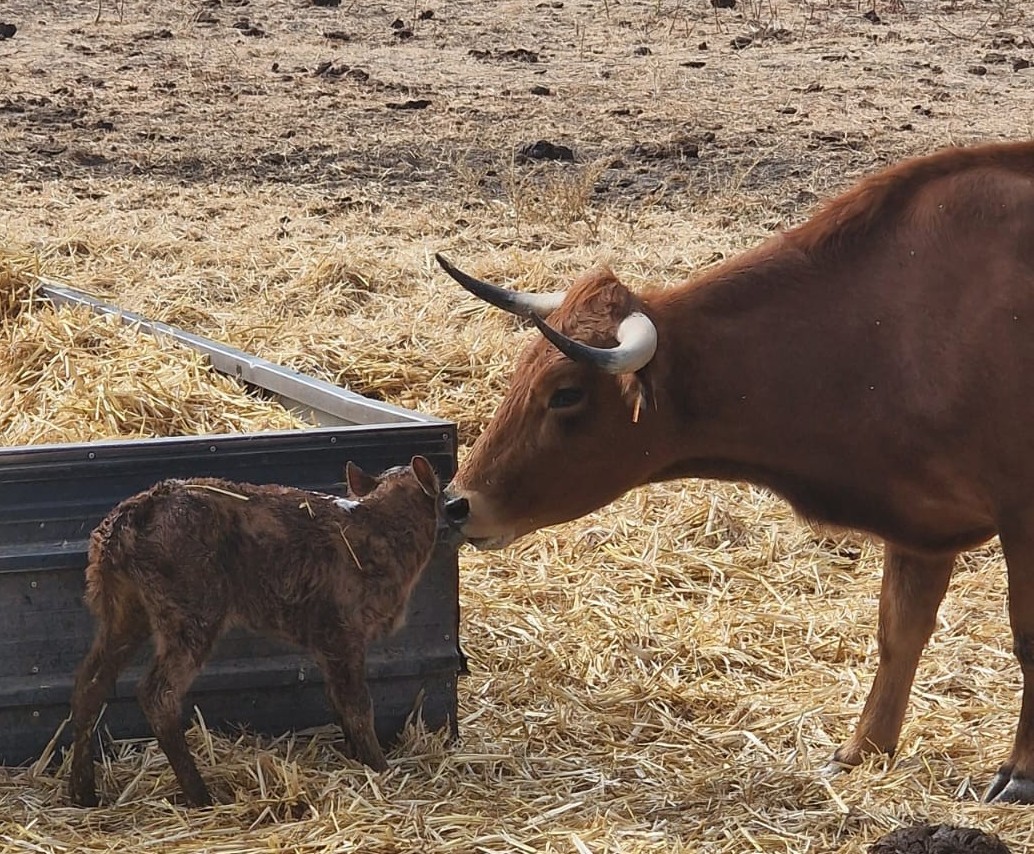 Ganadería Montealto 🇪🇦 tweet media