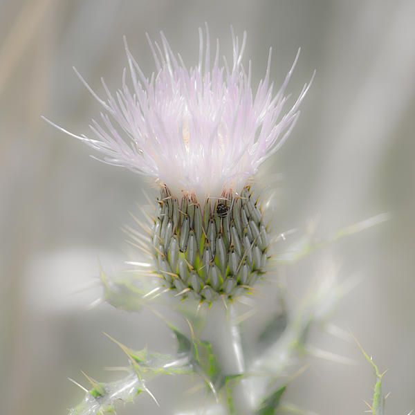 DebraMartz's tweet photo. Glimmering Thistle Shower Curtain by Debra Martz https://t.co/CjkB3ZmBEy 

#glimmering #ethereal #thistle #nature #beauty #showercurtain @debramartz #giftideas #photography #PhotographyIsArt #BuyIntoArt #AYearForArt #WallArt #HomeDecor https://t.co/3P8bLFeHgF