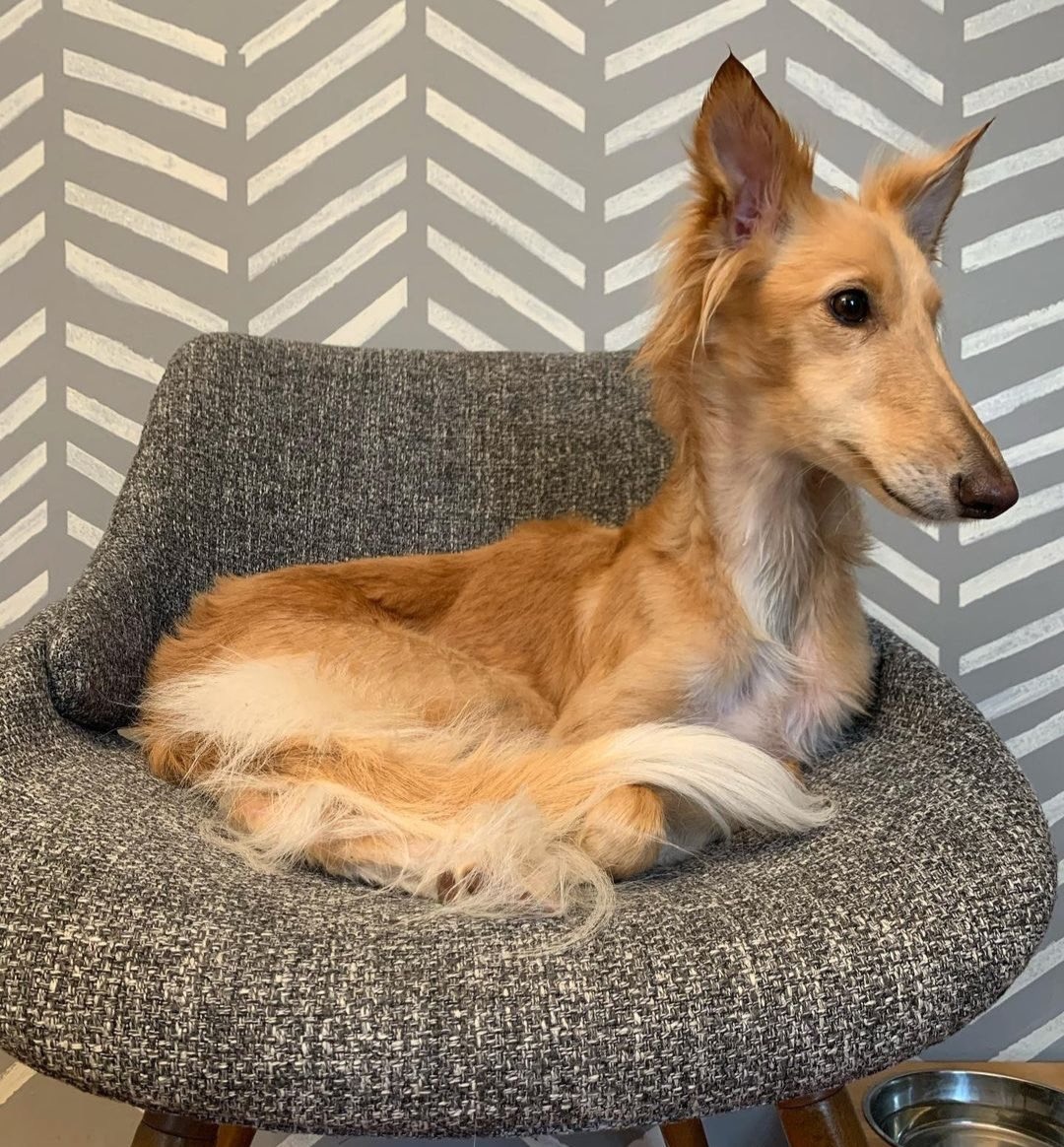 WeRateDogs tweet media