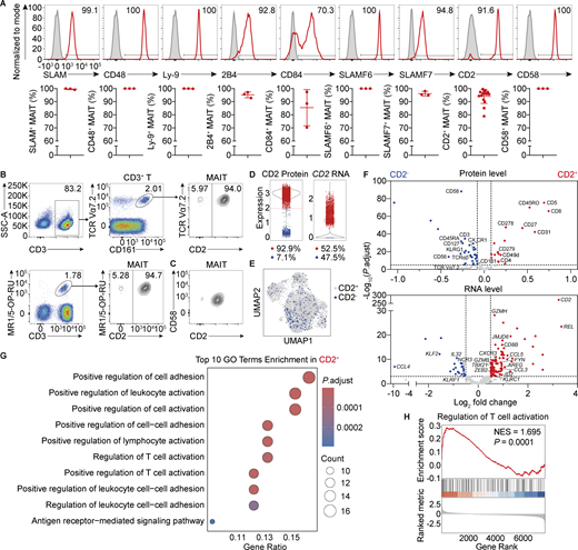 JExpMed's tweet photo. Kaiwen Zhu, Yan Lu, André Veillette et al. show that CD2 & its ligands regulate #MAITcell development and antigen responses by enhancing TCR signaling. A natural subset of human #MAITcells lacking CD2 exhibits reduced activation responses to antigen.https://t.co/1WEljOwZhr https://t.co/PWCDXbn2fm