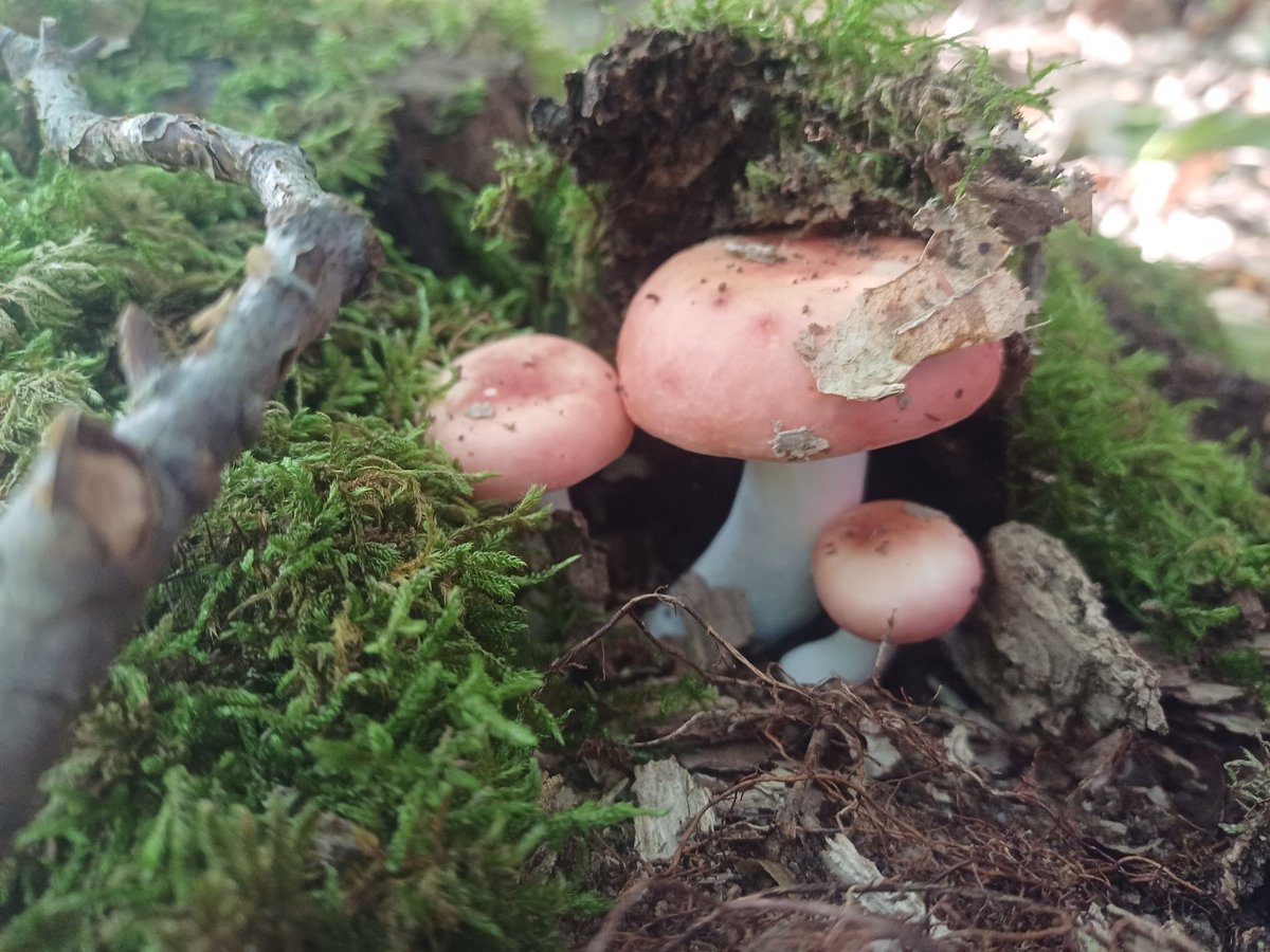 camerasnapshots (@camerasnapshots) on Twitter photo 