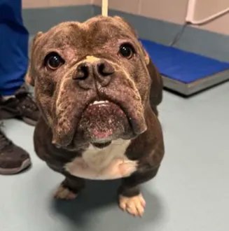 KeithOlbermann's tweet image. SPIKEY IS MISSING IN SUNNYSIDE: Last seen at 46th St and Skillman Ave, Sunnyside, Queens. He's 45 pounds and chipped: 985113010018024. If you've seen or found him please call 888-466-3242 and PLEASE RT SPIKEY!