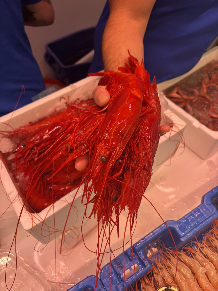 Chisquilla cruda con vinagreta y ralladura de lima, aceite y sal. Receta de mi pescadero que ya es mi mejor amigo de Málaga. De no creer el género que maneja.